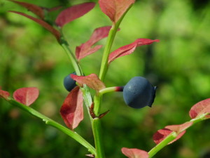 Bilberry