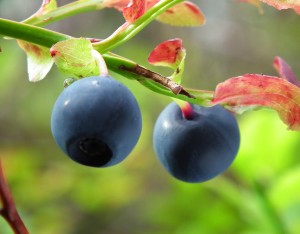 Bilberry benefits