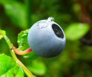 Bilberry benefits